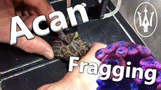 Coral Propagation 101 Fragging Acans and Favia [upl. by Brownson]