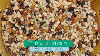 Cowpea Diversity 1 Origins and Importance [upl. by Wolford]