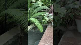 Tropical Fountain amp Tranquil Water Sounds water waterfountain watersounds tranquility relax [upl. by Nottage]