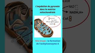 2 bac SVT  formation de lacétyle CoA et le cycle de Krebs [upl. by Nilek]