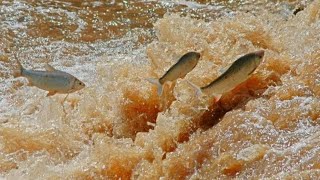 PIRACEMA ÉPOCA DOS PEIXÃO SUBIREM O RIBEIRÃO GOIÁS 🐠🐠🐠🐠🐠 [upl. by Freeman]