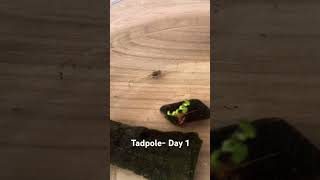 Little tadpole day 1 [upl. by Adnael]