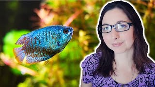 DWARF GOURAMI CARE GUIDE 🐟 Basic Care For The Dwarf Gourami [upl. by Eilak]