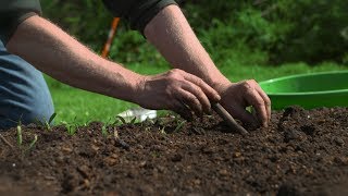 How To Grow Quick Turnaround Root Crops and Chit Potatoes and Kumara [upl. by Adyela]