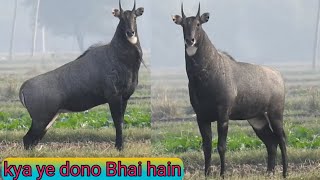 A Big Big Powerful Blue Nilgai why the big nilgai infront of me [upl. by Kristo780]