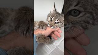 Bobcat VS Hand surprising results [upl. by Ahcmis]