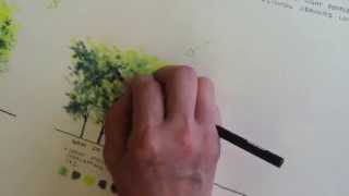 Rendering trees using colored pencil [upl. by Irabaj]