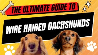 🐾 The Ultimate Guide to Wire Haired Dachshunds Characteristics Care and More 🐕 [upl. by Breena]