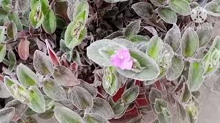 tradescantia pallida flowers [upl. by Gassman787]