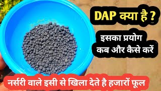 DAP fertilizer क्या है  और कैसे यूज करें DAP fertilizer benefits amp use [upl. by Neilla]