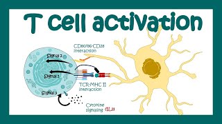 IOU YouTube What are immune effector cells [upl. by Gregoire]