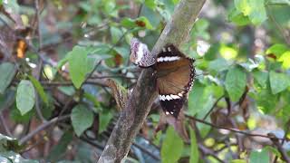 Charaxes in competition of food [upl. by Yreva]