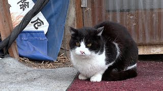 【地域猫】多くの方から鶏つくねの作り方をコメントして頂いたので作ってみた。～猫投薬プロジェクトセカンドシーズン～【魚くれくれ野良猫製作委員会】 [upl. by Virgy]