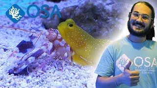 Watch This Shrimp Fire Lethal Water Jets [upl. by Yadahs]