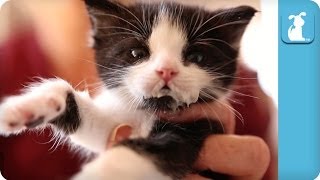 Easy Listening Kitten Bottle Feeding  Kitten Love [upl. by Celesta111]