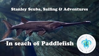 Scuba Diving in search of PaddleFish [upl. by Kincaid]