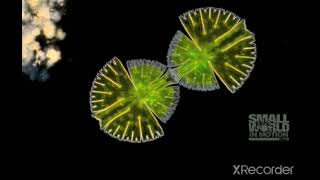 Cell Division Of Algae [upl. by Aliuqahs]