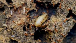 TERMITE QUEEN  TERMITE SOLDIER SPRAYING  BEETLE [upl. by Joelle195]