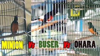 Minion VS Buser VS Ohara  Adu kualitas murai terbaik indonesia [upl. by Ahseia]