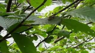 Alder fly caddis hatch Androscoggin River NH [upl. by Sivram903]