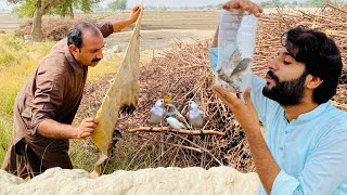 Finches Birds pakr liya 😱  How to Catch Finches Birds  Apna Dihat [upl. by Dorrahs]