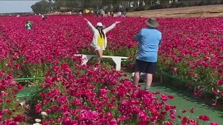 Carlsbad Flower Fields spring into action March 1 [upl. by Ecissej]