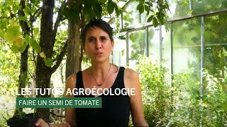 Les tutos Agroécologiques  Comment faire ses semis de tomates [upl. by Coniah358]