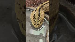 Neotropical rattlesnake enjoying a fresh drink Such a beautiful South American crotalid [upl. by Englebert]