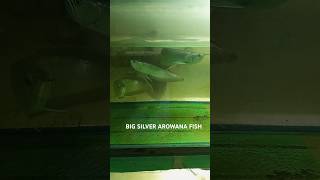 😱 big silver arowna fishaquarium arowna😱bigwana fish shors trending fisharownanlovers [upl. by Perl435]