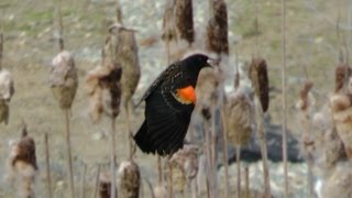 Red Winged Black Bird Calling and Whistling [upl. by Hgielrebmik]