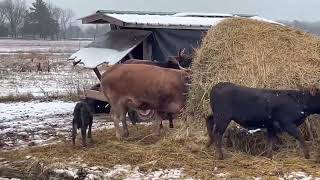 horned cattle enjoying some hay [upl. by Yboc]