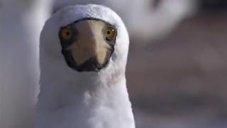 Nesting Frigate Birds and Turtle Babies  Planet Earth  BBC Earth [upl. by Yrevi]