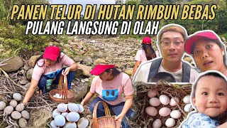 BERBURU TELUR DI HUTAN RIMBUN BEBAS LANGSUNG DI OLAH [upl. by Neelac443]