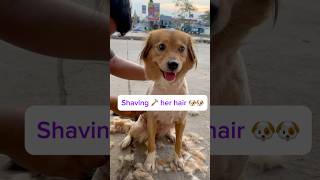 Shaving My Dog Hair  My Puppy Got New Haircut [upl. by Livingston]