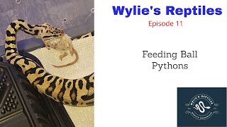 Wylies Reptiles Episode 11 Feeding Ball Pythons [upl. by Roz]