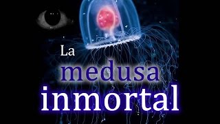 La medusa inmortal o Turritopsis Nutrícula [upl. by Eniffit868]