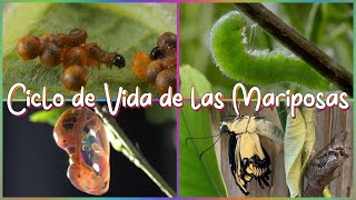 Ciclo De Vida De Las Mariposas Explicado Para Niños [upl. by Enirol214]