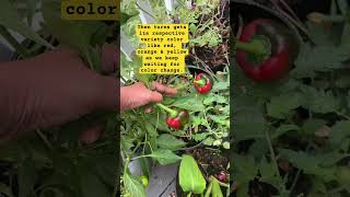 What I learned About colored peppers by growing them 🫑 ytshorts shortsfeed [upl. by Lazos]