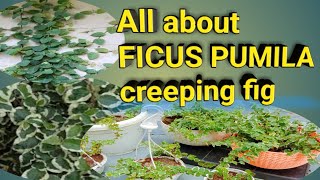 ficus pumila प्लांट क्या है और इसकी कैसे care की जाती है and How many varieties [upl. by Atinel]