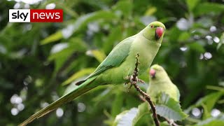 Why do parakeets live in the UK [upl. by Ocire]