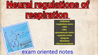 Neural regulations of respiration respiratorysystem physiology [upl. by Ortensia]