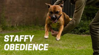 Obedience at 12 months old  Staffordshire Bull Terrier [upl. by Enimisaj]