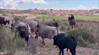 Encierro de Toros Alcadozo 2024 [upl. by Attesoj]