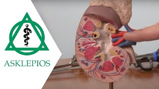 Minimalinvasive Operationsverfahren in der Urologie  Asklepios [upl. by Erreid]