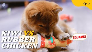 Shiba Inu Puppy Reaction to Rubber Chicken [upl. by Easton]