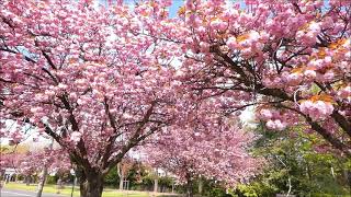 Cerisiers du Japon prunus serrulata Kanzan en floraison sur EvryCourcouronnes [upl. by Nonrev]