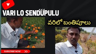 marigold flowersవరిలో బంతిపూలుbanthi poola Sahuukoannavlogs [upl. by Assadah]