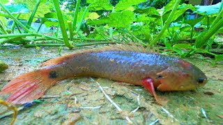 Rainy Day Fishing 2023 Finding and Catching Climbing Perch Fish in Reverse Water Ponds Rain Season [upl. by Toblat]