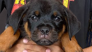 😍❤️Rottweiler Puppies Apna First Meal Kitne Maje se Kha Rahe Hain rottweilerworld rottweiler dog [upl. by Isleana]