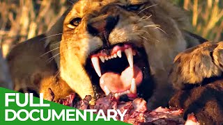 Pride in Battle  The Epic Story of Two Lion Brothers  Free Documentary Nature [upl. by Nymzaj]